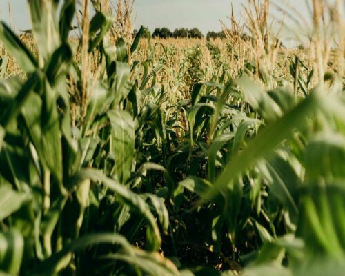 A sunlit field of tall green corn plants stretches into the distance beneath a blue sky with light clouds. Golden tassels top the corn stalks and a line of trees can be seen on the horizon. The image conveys a peaceful agricultural scene.
