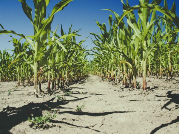 A dry cracked soil path runs between rows of tall green corn plants under a clear deep blue sky. The robust corn plants cast shadows on the ground highlighting the growth despite the arid conditions