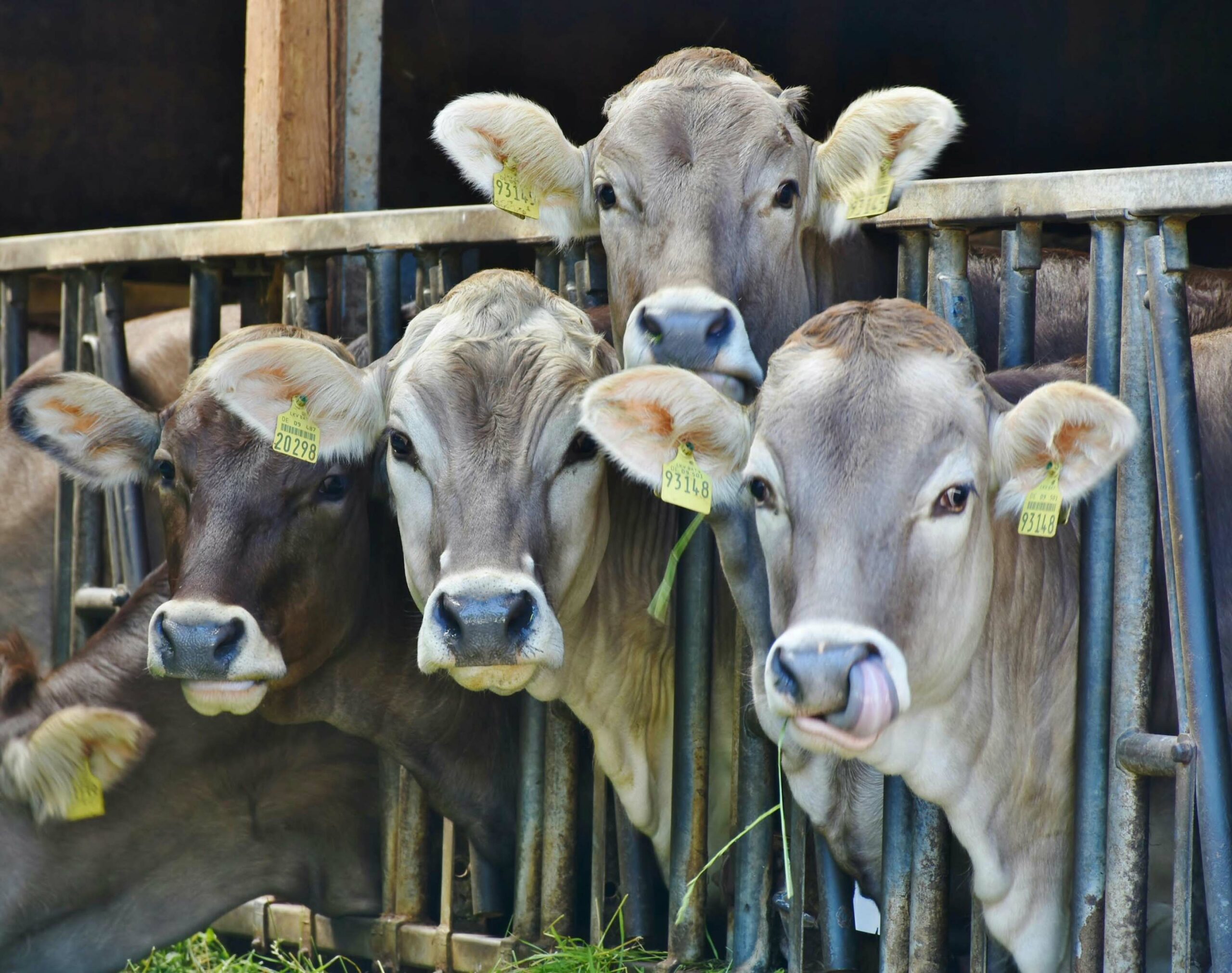 Economic Contribution of a New Cow-Calf Operation in Alabama - Decision ...