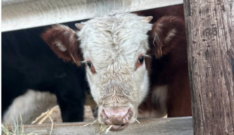 Young calf with white face and pink nose looks through wooden fence while chewing hay ears are perked up and another cow is partly visible in the background.